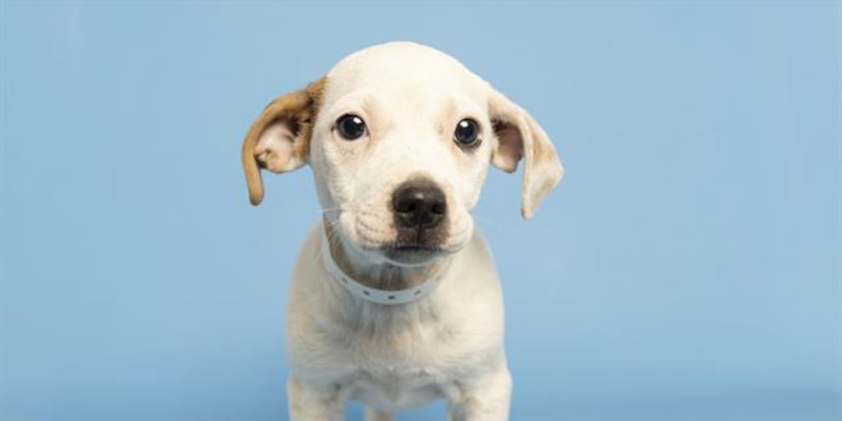Arizona Humane Society hits breaking point, waives fees to encourage adoption [Video]