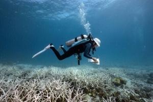 Divers turn conservationists as corals bleach worldwide [Video]