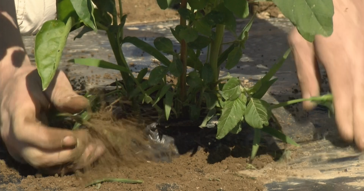 The Waldo County Garden Project goes beyond the seeds they plant | Local News [Video]