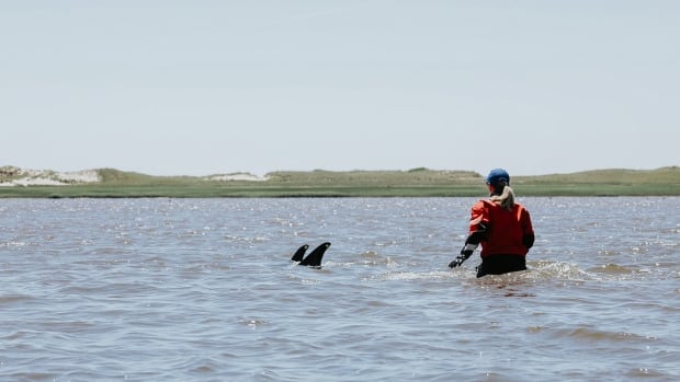 100 dolphins rescued from low tide in Cape Cod [Video]