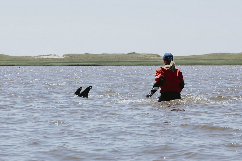 Animal rescuers save more than 100 dolphins from stranding around Cape Cod [Video]