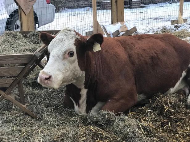 Cow escapes Philly nativity scene twice in one morning, presumably needs a break from the in-laws | Golf News and Tour Information [Video]