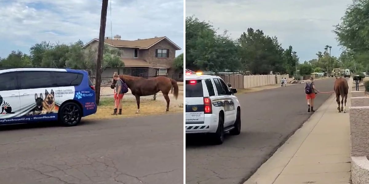 Phoenix animal rescue volunteers jump into action to save escaped scared horse [Video]