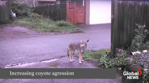 They are actually challenging people: Coyotes growing aggressive within city limits: Saskatoon councillor [Video]