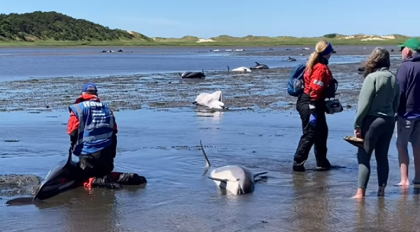 Over 100 Stranded Dolphins Rescued Off Massachusetts Coast [Video]