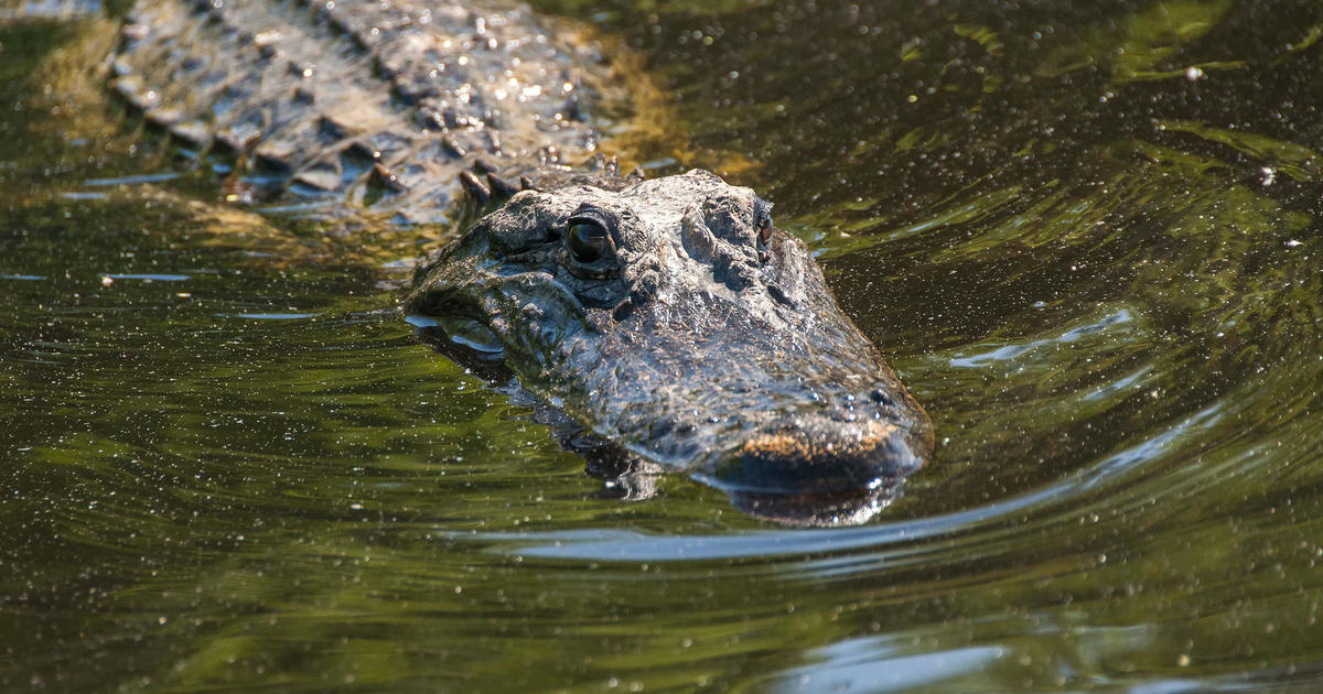 Australian officials search for 12-year-old missing after reported crocodile attack [Video]