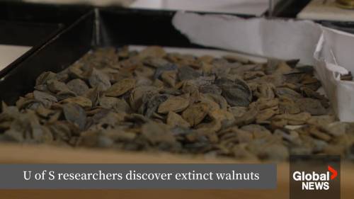 USask scientists find extinct walnuts in Canadian arctic fossil forest [Video]