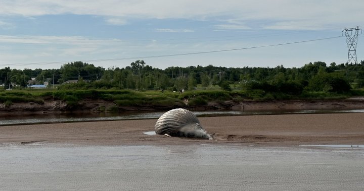 Ive never seen anything like it: Dead humpback whale washed up on N.S. shore [Video]