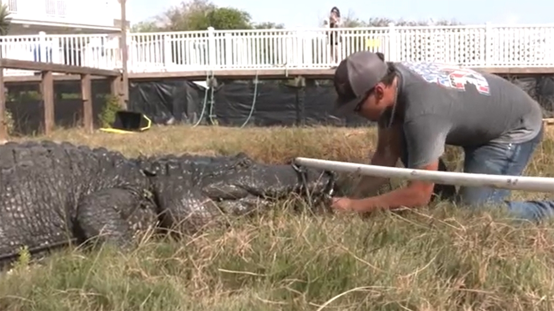 Beryl in Texas: Gators moved to safety from South Padre Island [Video]