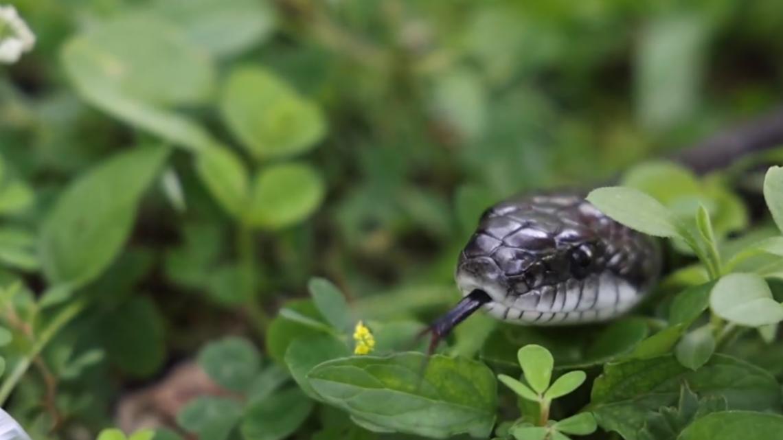 Zoo Knoxville tracking gray ratsnakes to understand their behavior and learn how to better live alongside them [Video]